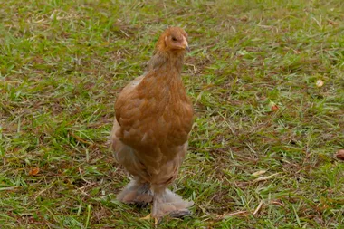 Dr Harry helps a hen-pecked rooster