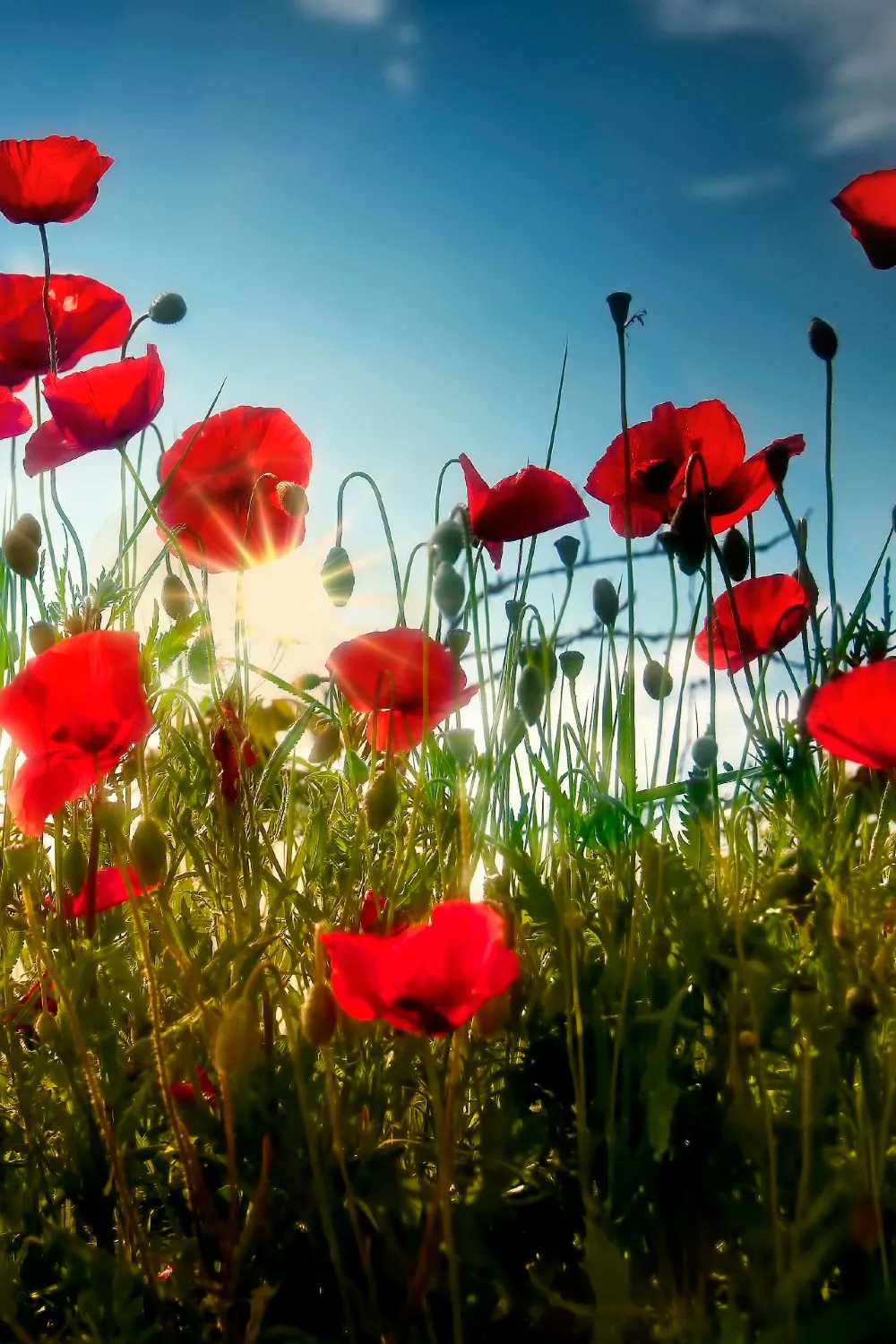 growing poppies