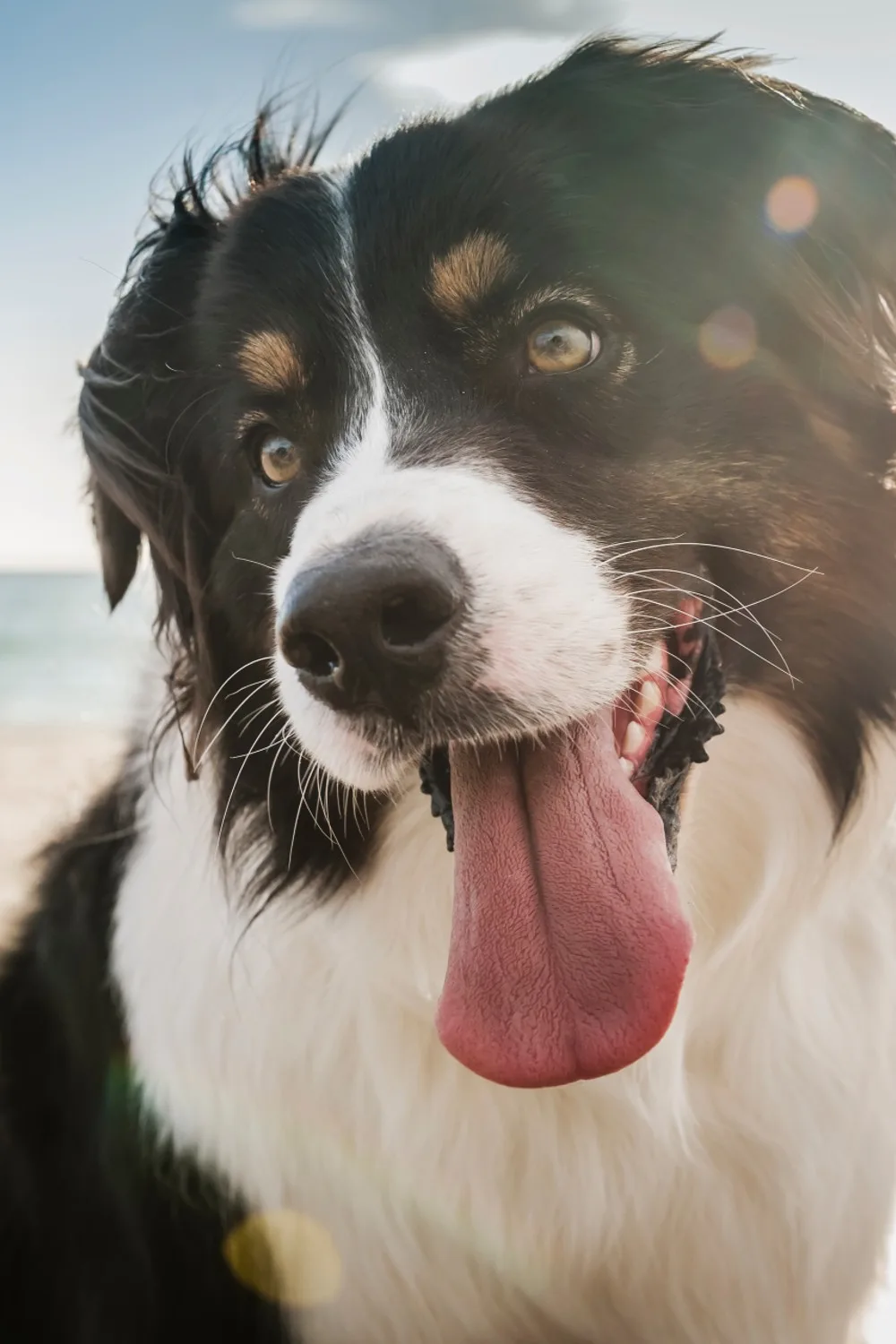 why dogs cry