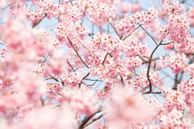 The best places to see cherry blossoms in Australia