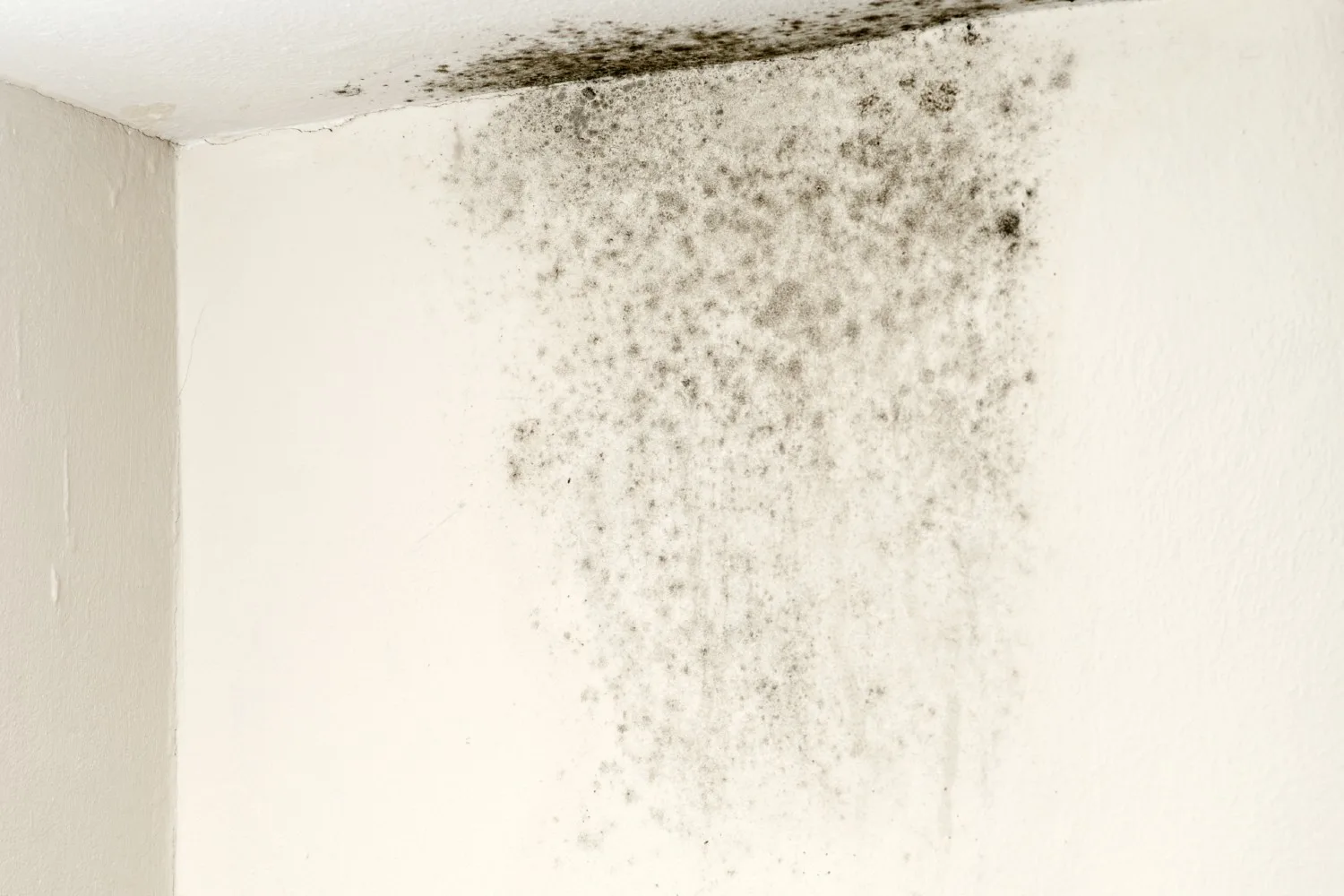mouldy wall