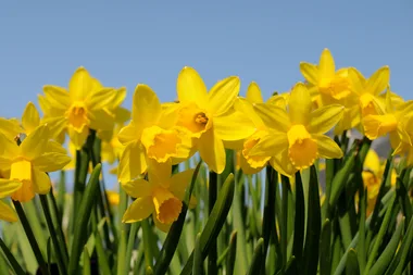 How to grow daffodils