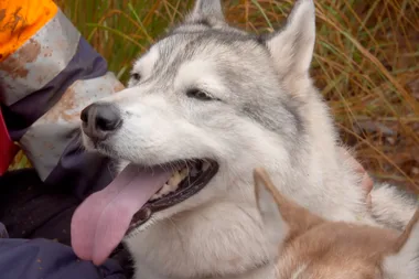 Behind the scenes at sled dog racing