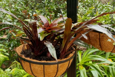 How to add colour to your winter garden