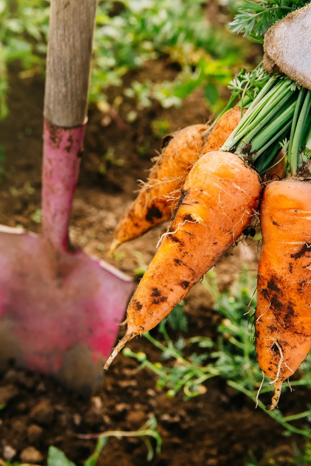 best soil for vegetable garden