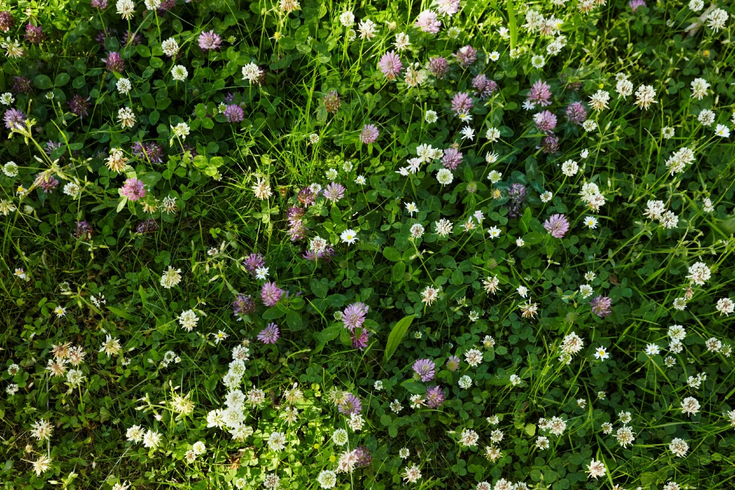 growing clover for bees