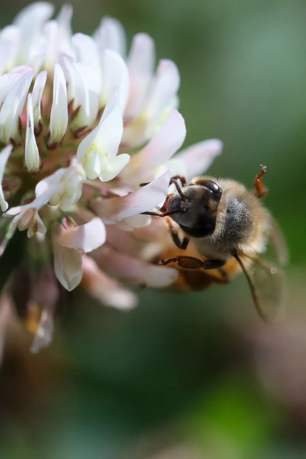 growing clover for bees