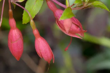Charlie’s must-do spring gardening jobs