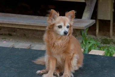 Dr Harry visits Sanctuary for Senior Dogs