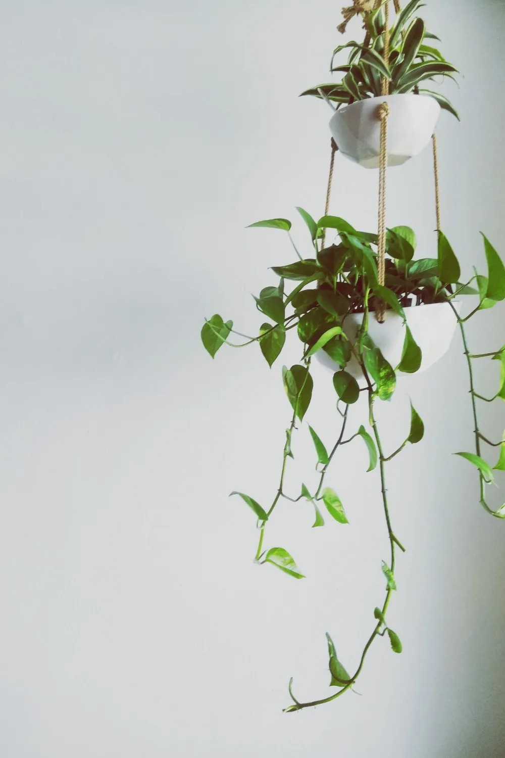 How to Get Rid of Scale Insects