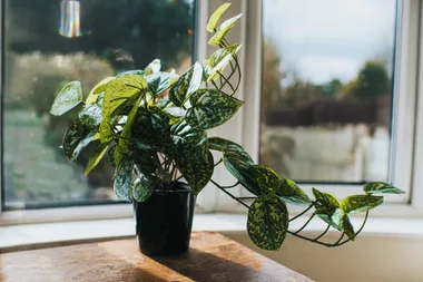 This tiny bug might be the reason your plants are covered in black mould