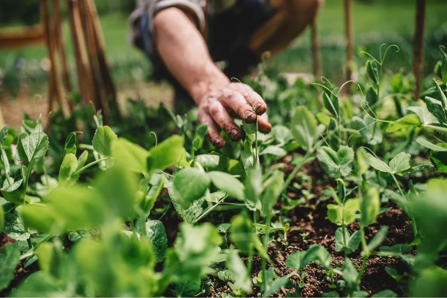 6 fast-growing vegetables for impatient gardeners