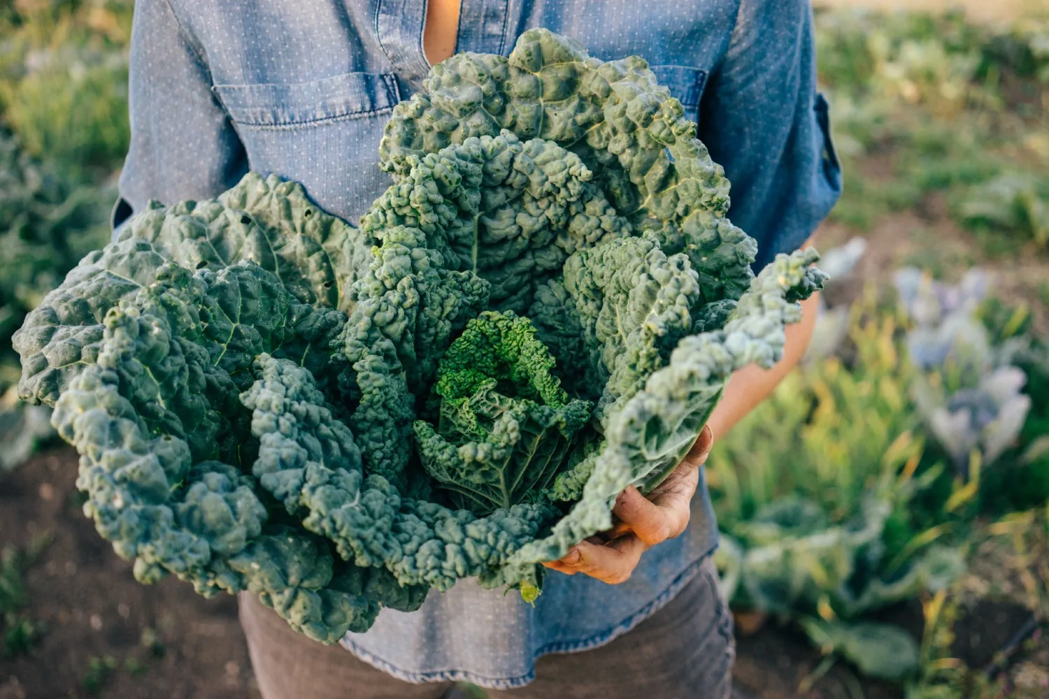 fast growing vegetables