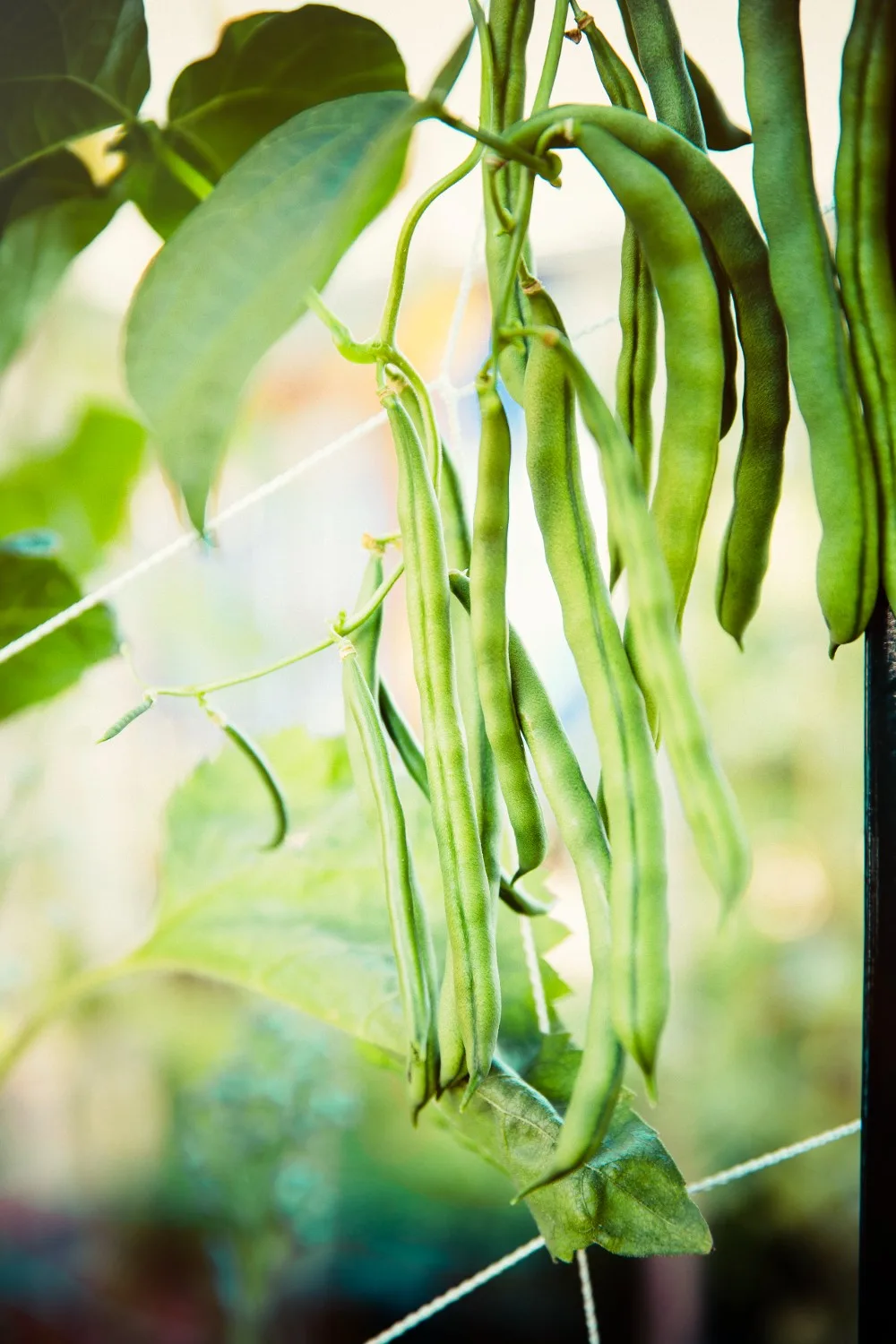fast growing beans