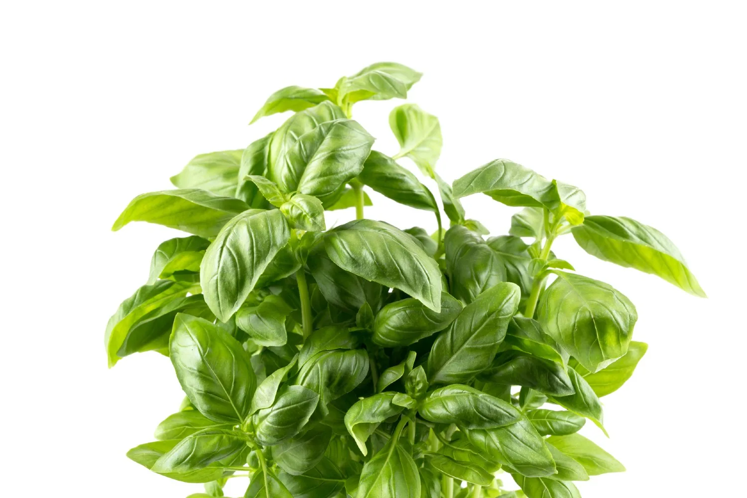 basil a fast growing herb