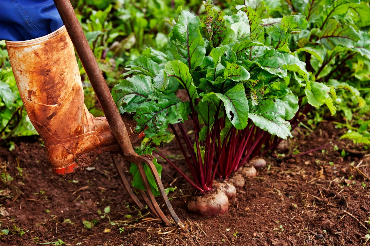 fast frowing beetroot