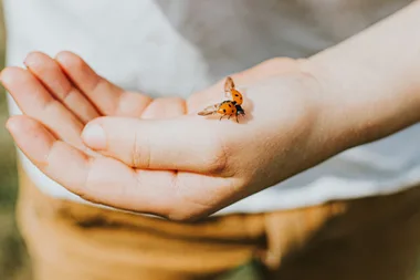 The number one way to attract ladybugs to your yard