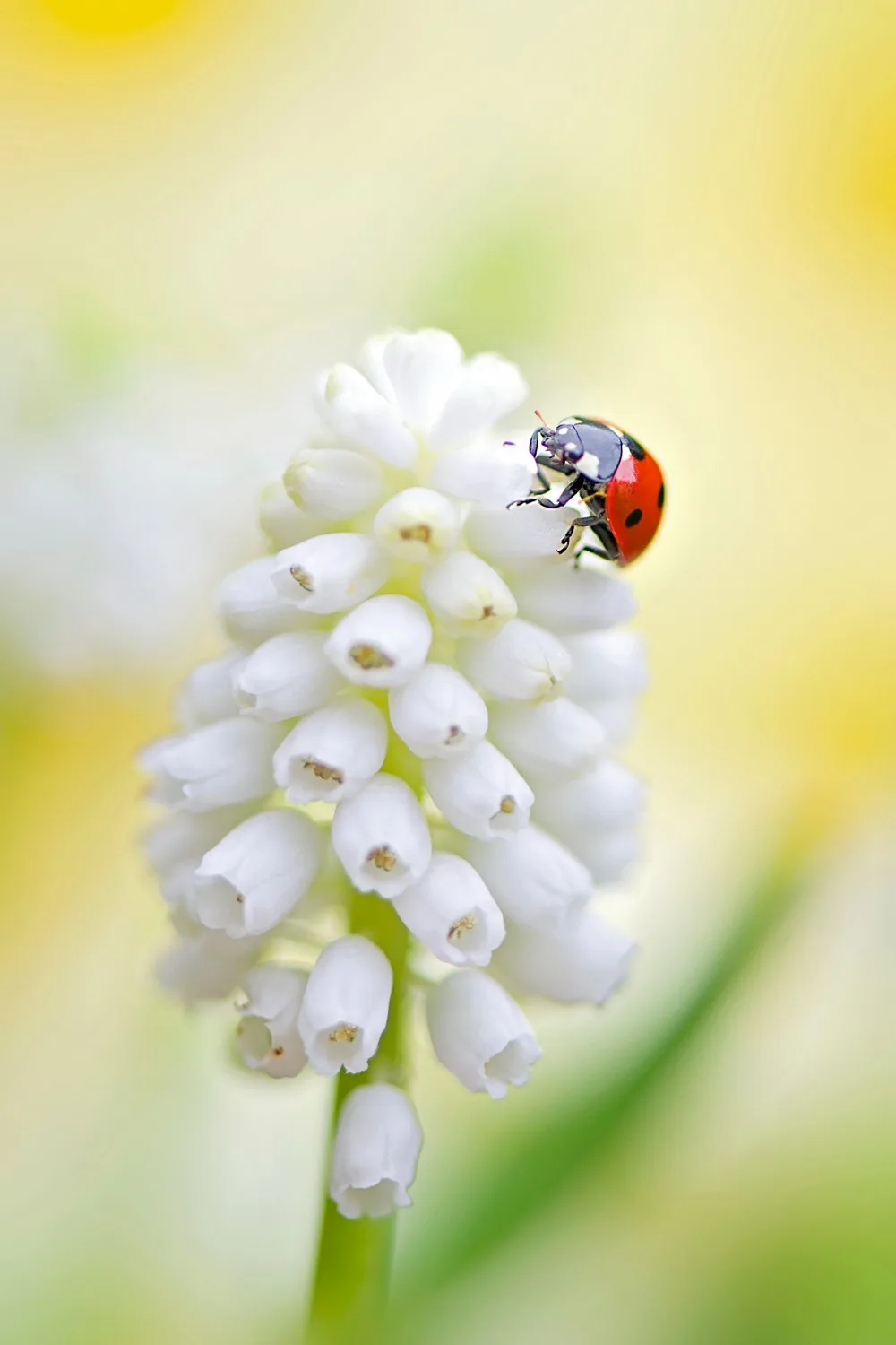 plants that attract ladybugs to your yard