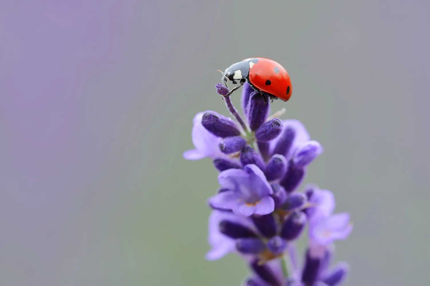attracting ladybugs to the garden
