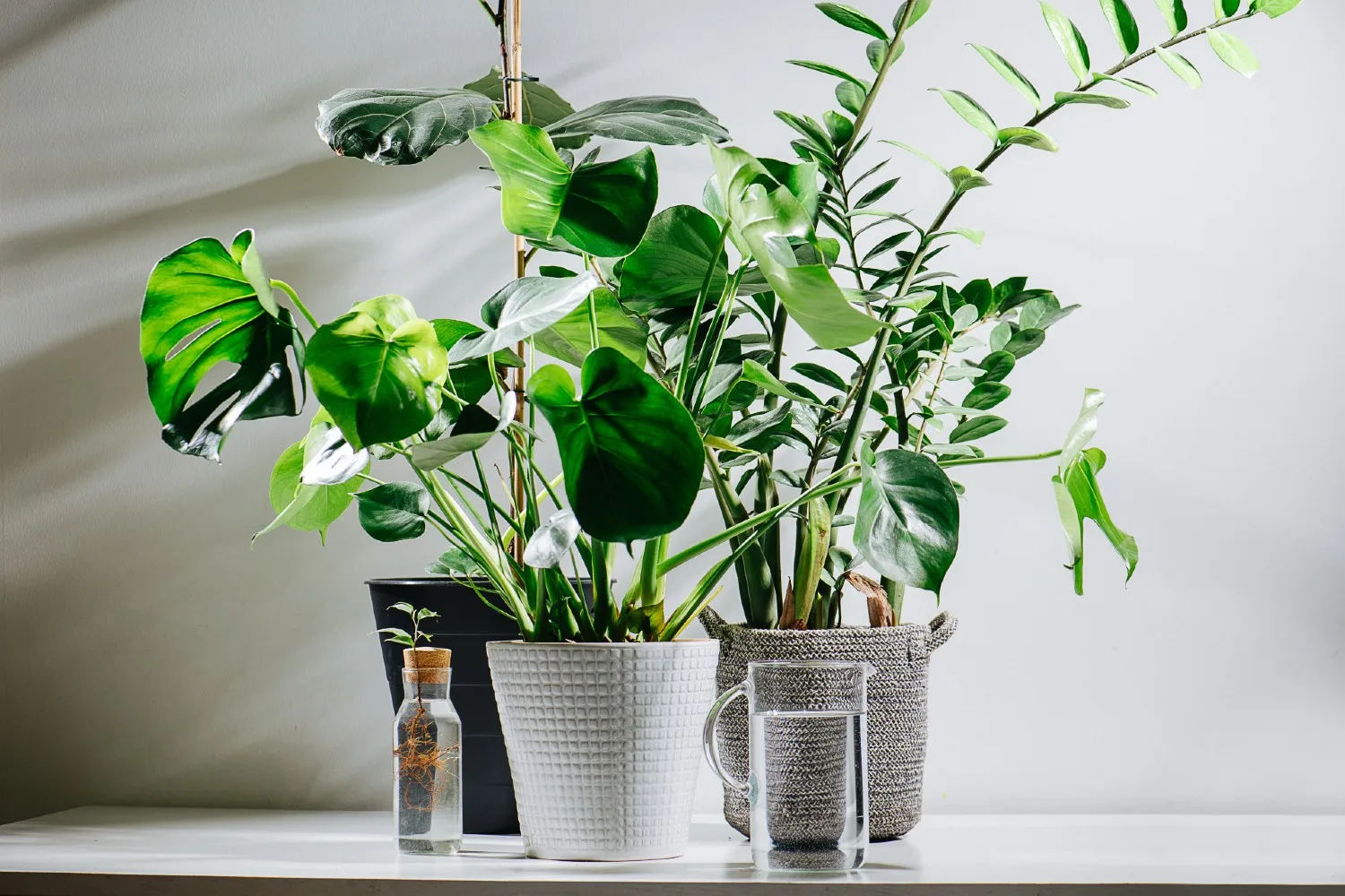 large peace lily Peace Lily  Thistle & Twig Flowers