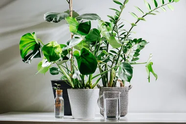 7 popular plants that grow in water