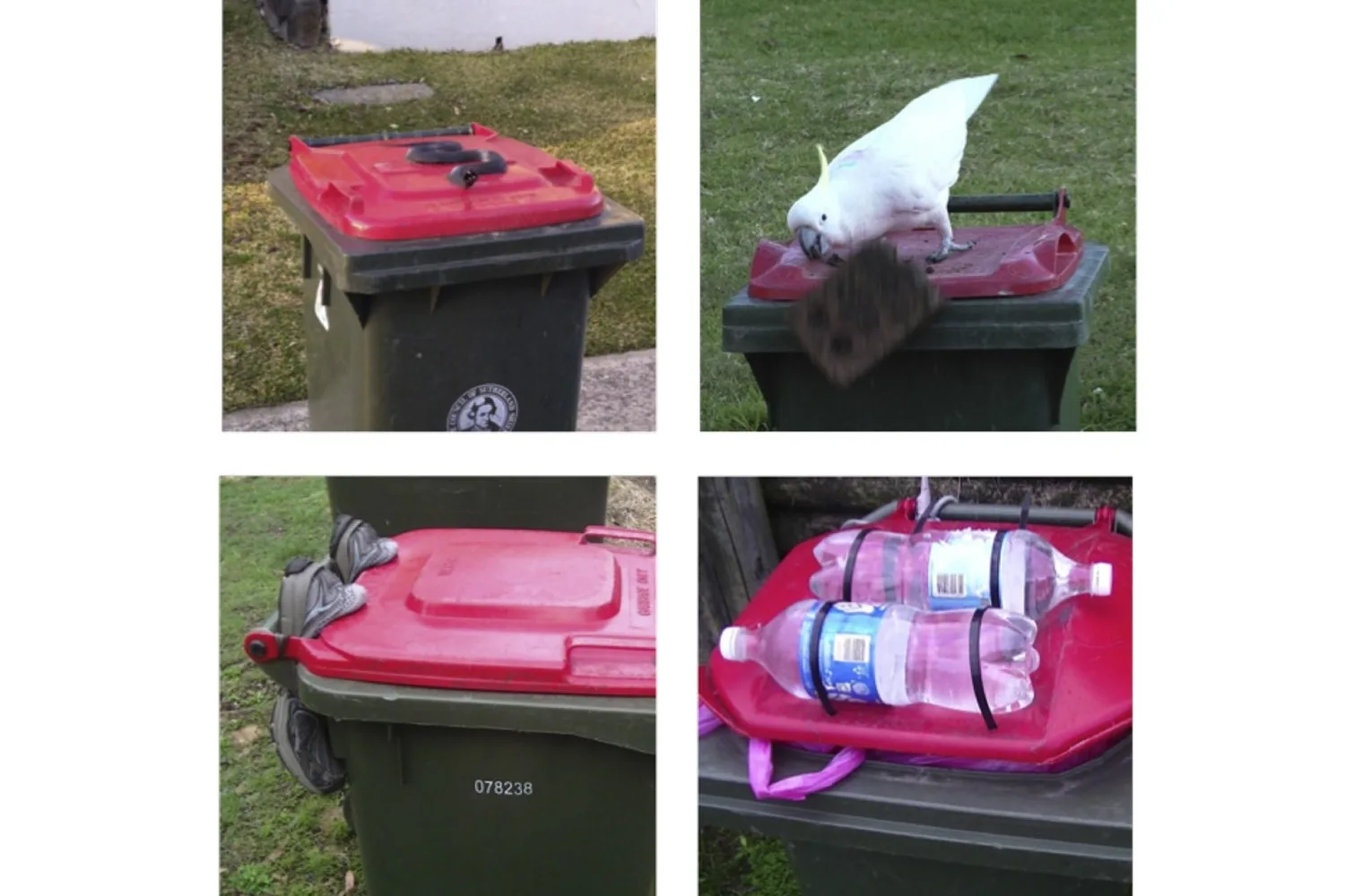 prevention methods against cockatoos