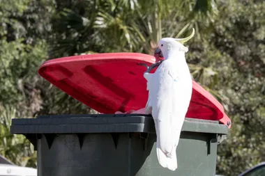 Cockatoos are causing havock flipping wheelie bin lids