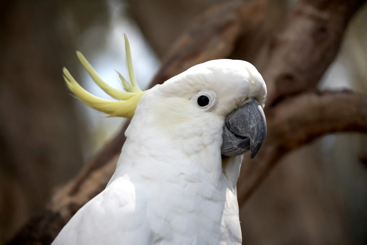 cockatoo