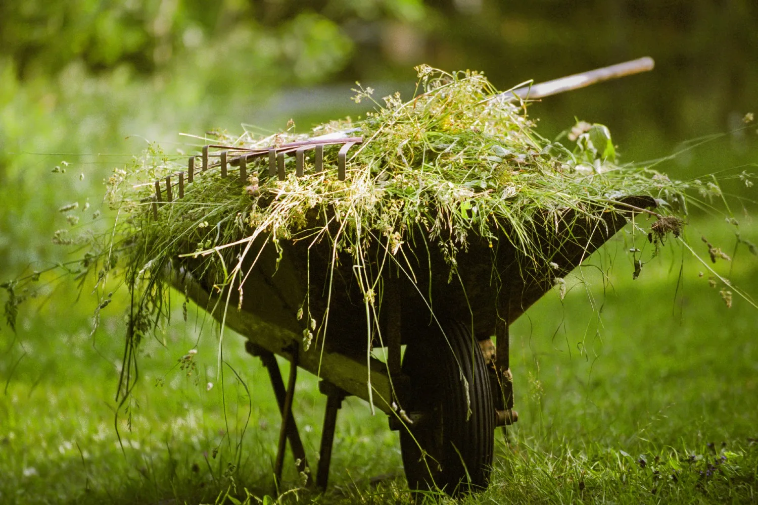 weeding with a wheelbarrow