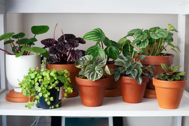 The little-known bug trap that will get rid of gnats in house plants