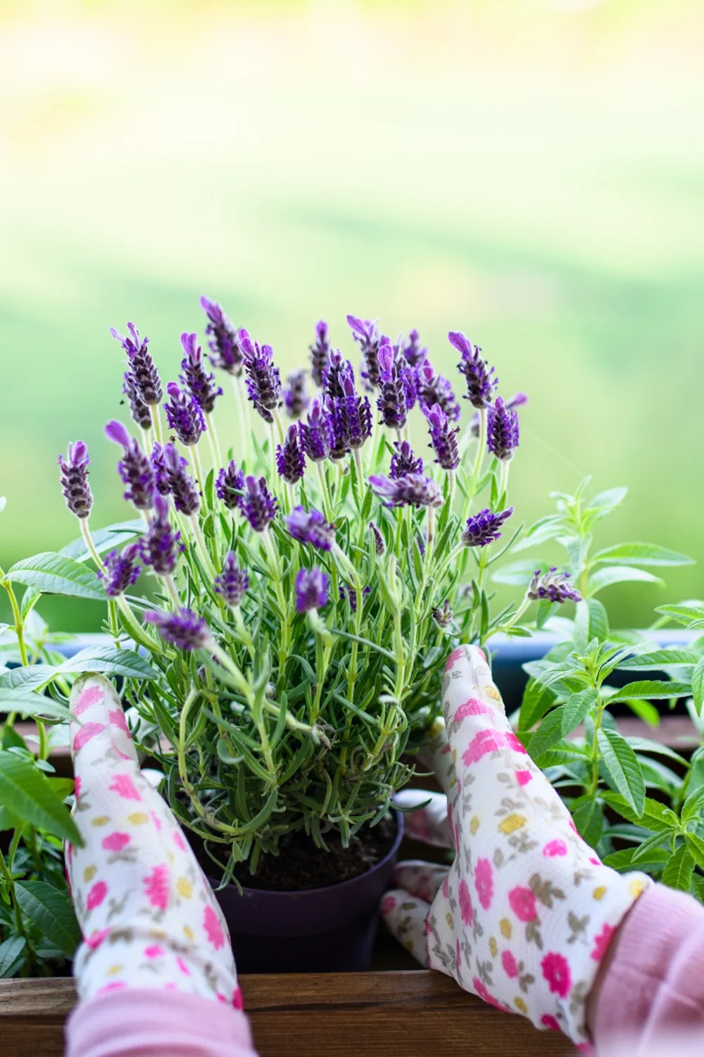 how to propagate lavendar