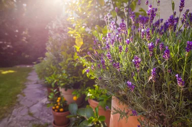 Follow these easy steps if you want to propagate lavender
