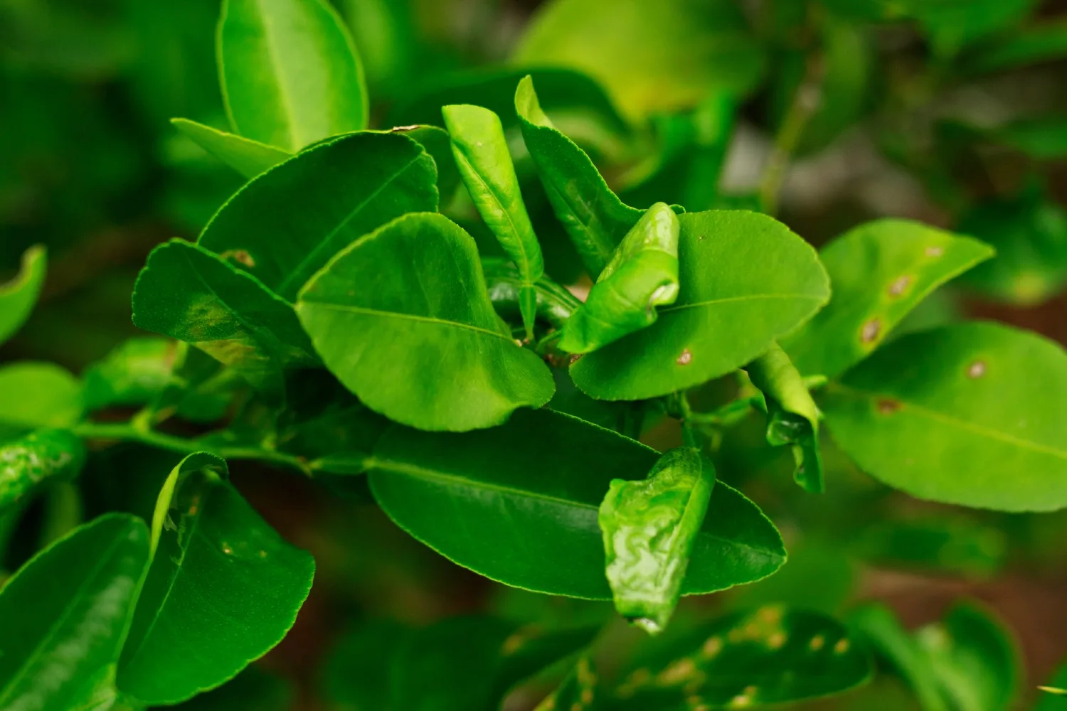 Curled leaves can be a sign of leafminers on citrus trees.