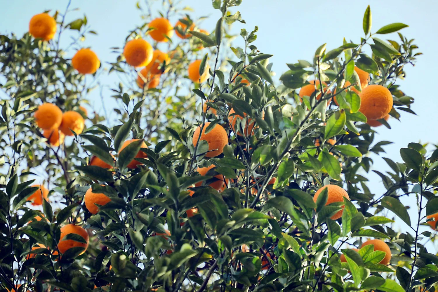 Leafminers on citrus trees can do damage to the leaves and the overall health of the tree.