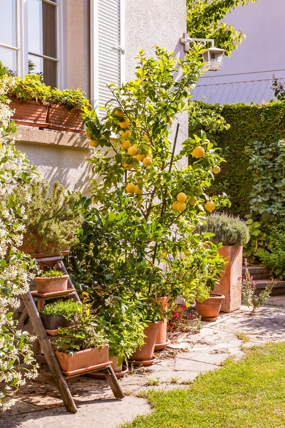 citrus tree preventing citrus leafminet