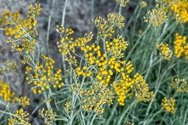 How to propagate natives