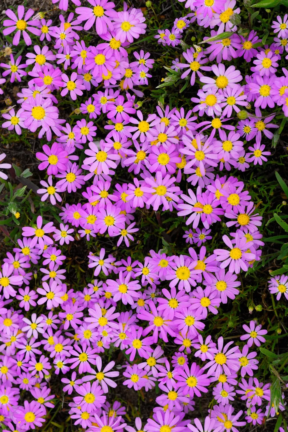 how to propagate natives