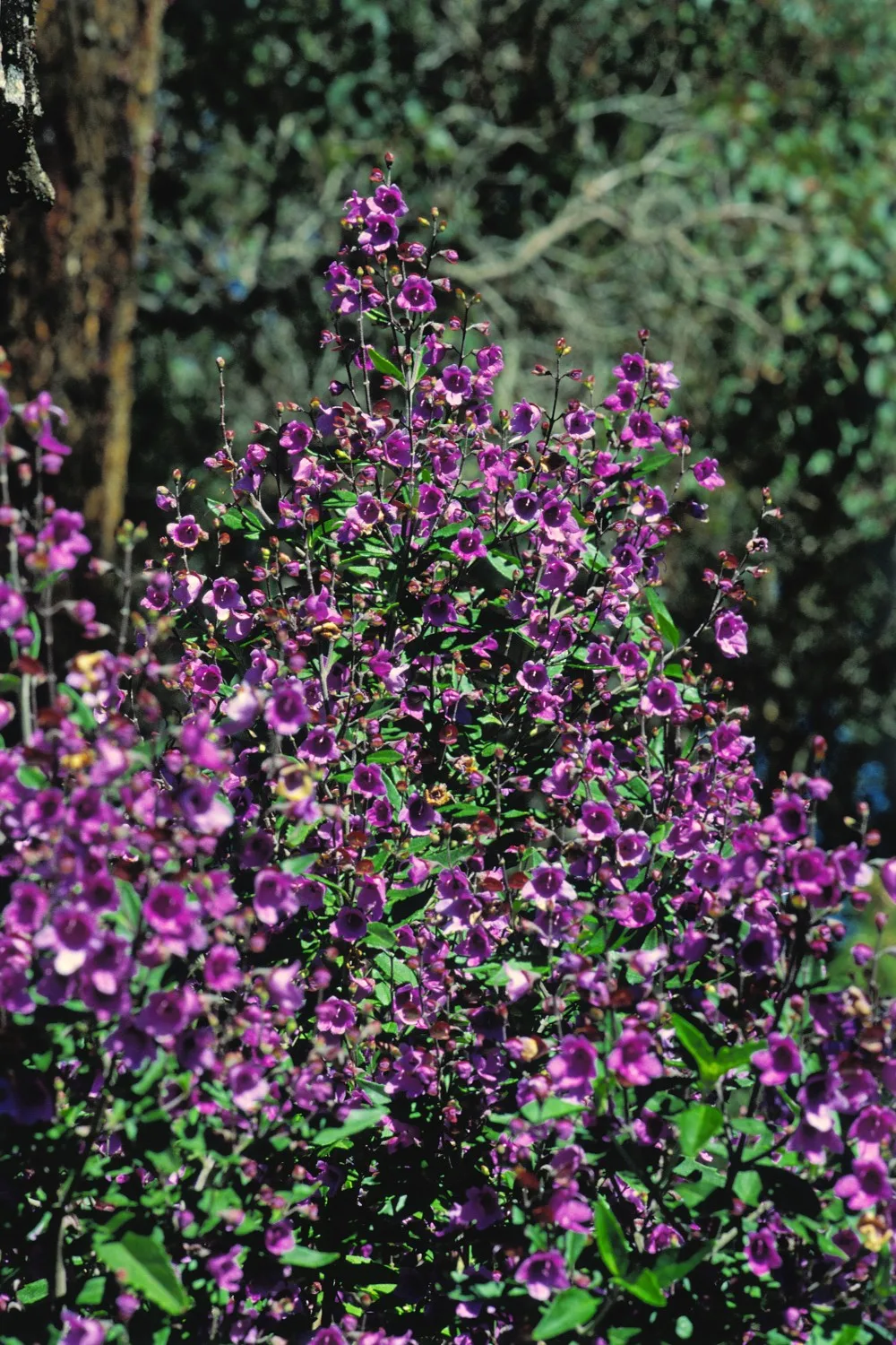 how to propagate native prosthanthera