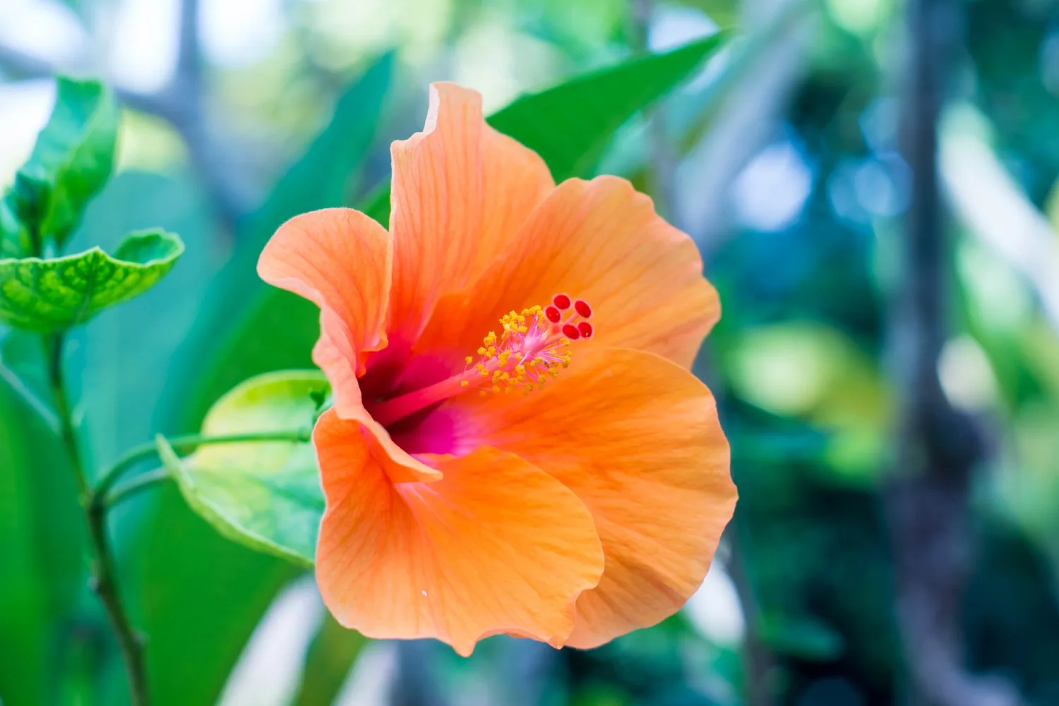 how to propagate natives