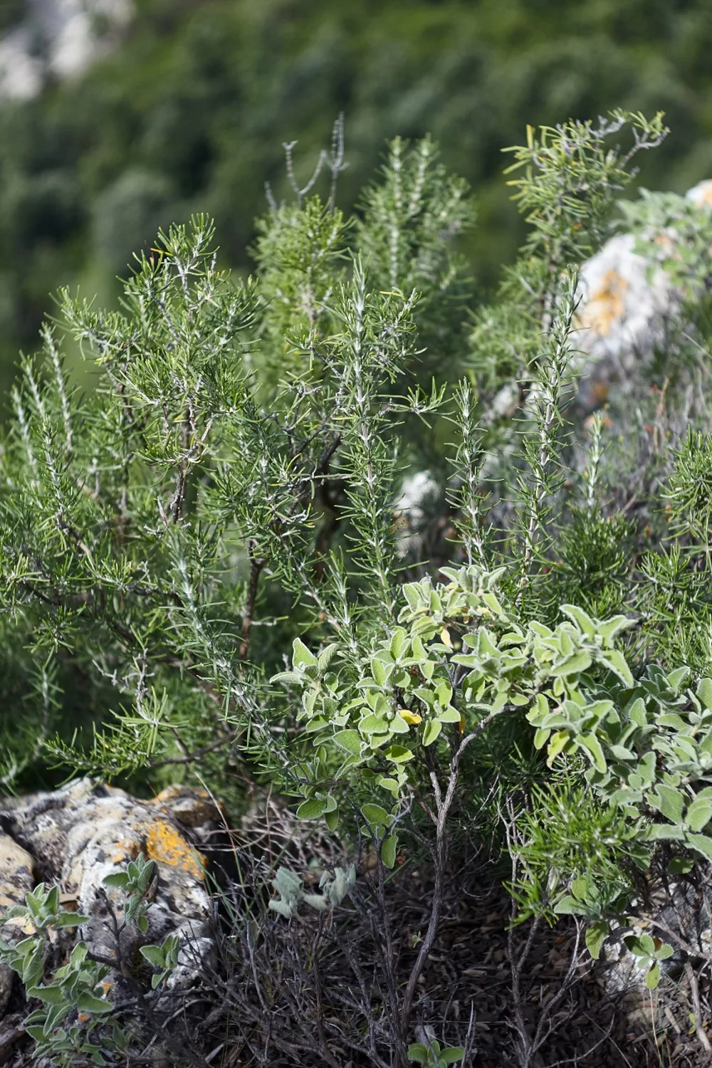 how to propagate rosemary
