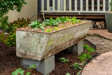 A guide to edible gardens and the foods you can grow at home