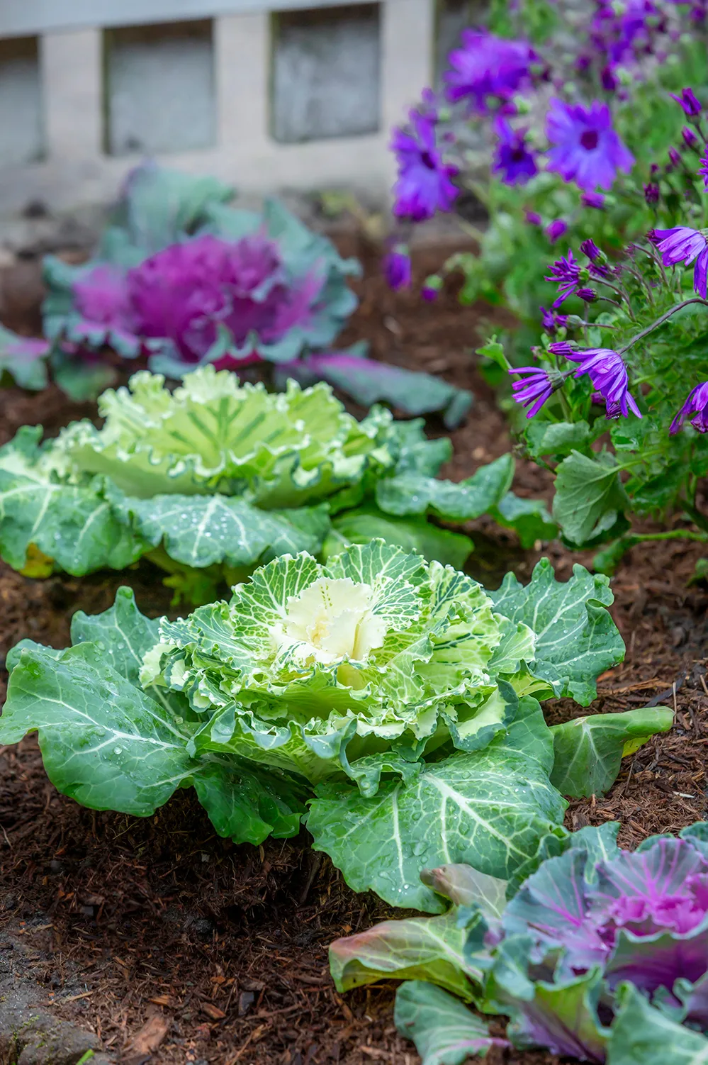 Vegie patch