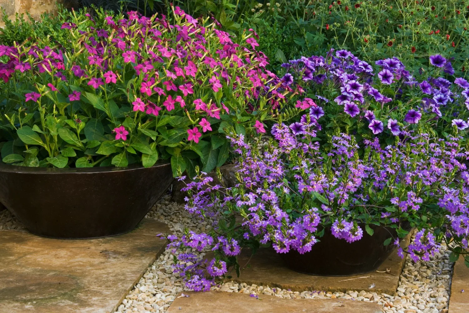 how to grow petunias