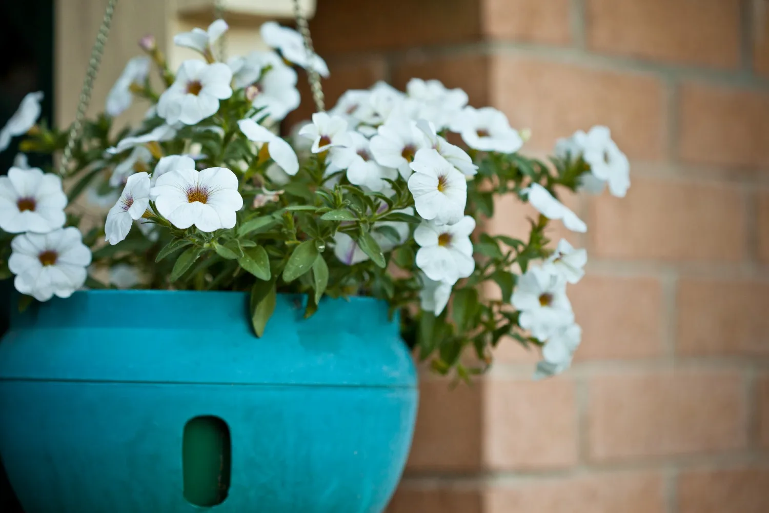 growing petunias