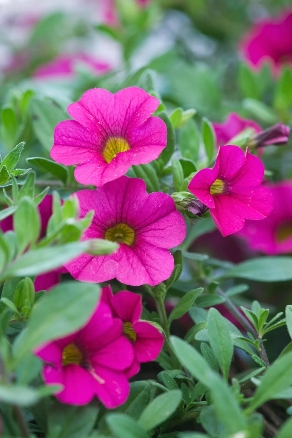 how to grow petunias