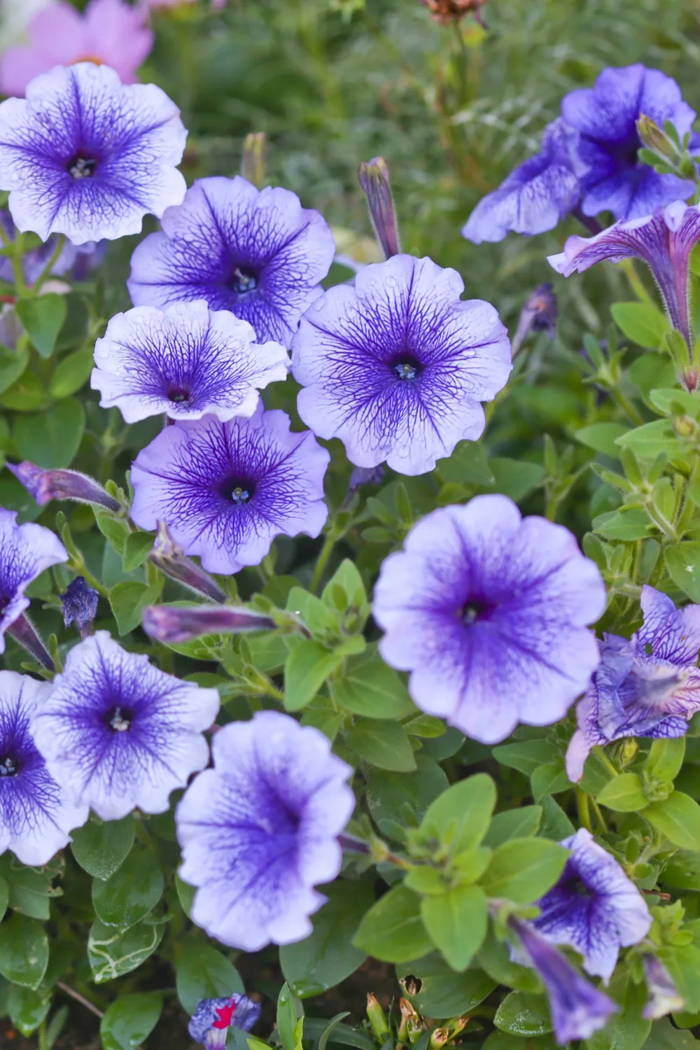 how to grow petunias