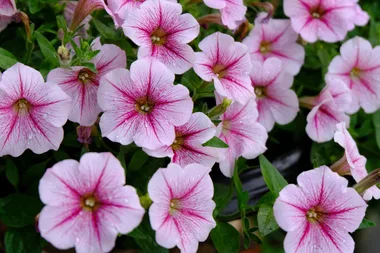 Petunias: the secret to growing bigger and brighter flowers