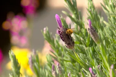 Graham visits Toowoomba Carnival of Flowers
