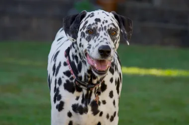 Dr Harry helps a dog who is scared of stairs