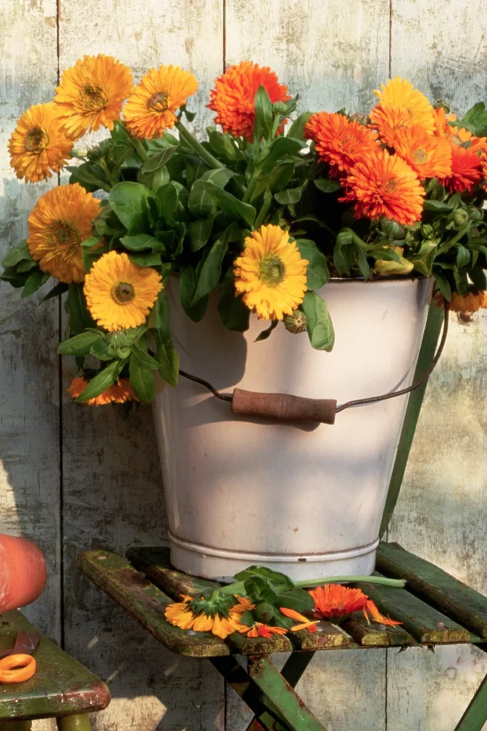 how to grow marigolds